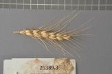 Click for 1 image(s) for this accession. Spike